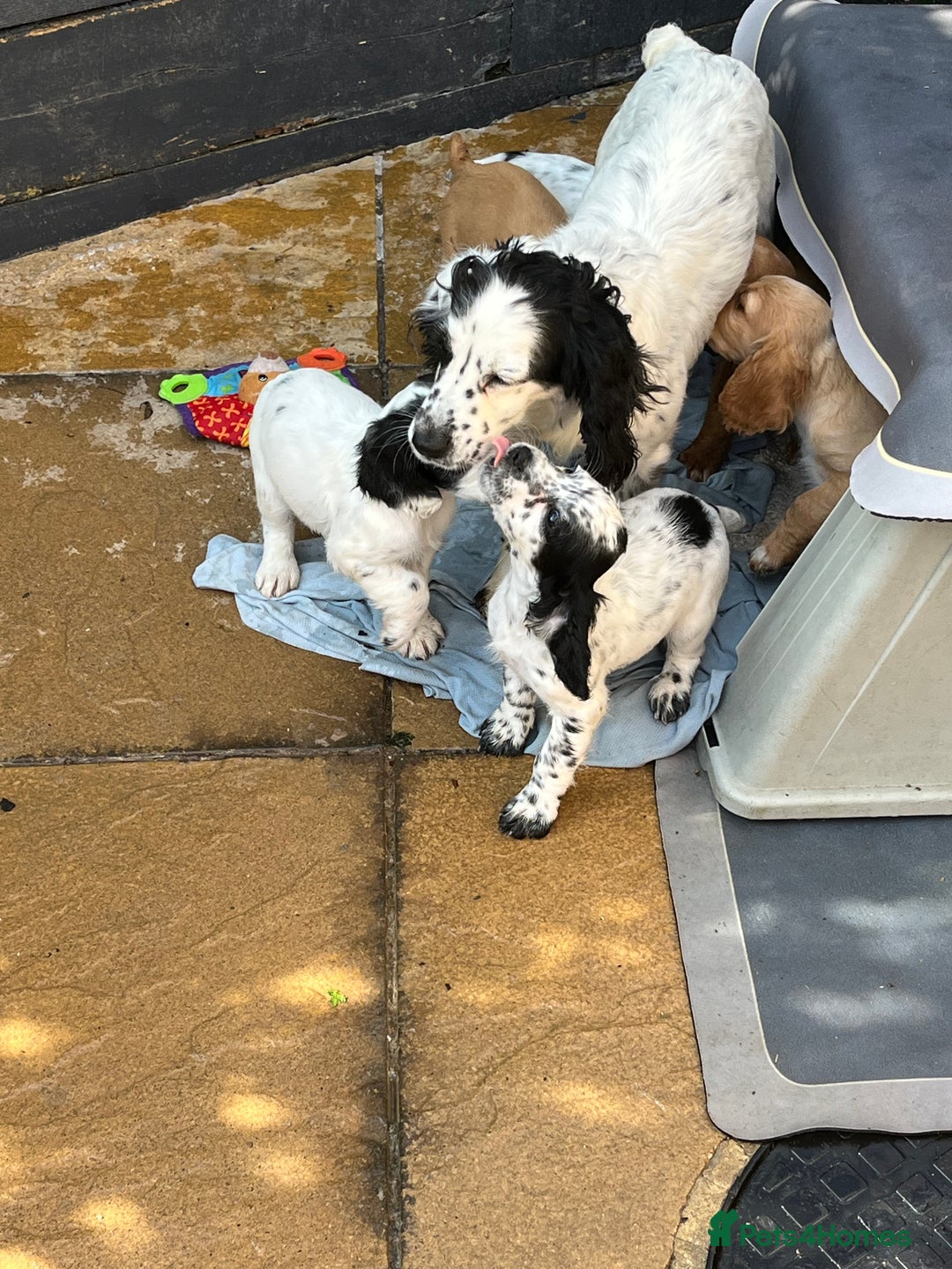 Cocker Spaniel dogs for sale: Working cocker spaniel  in Dereham - Image 3
