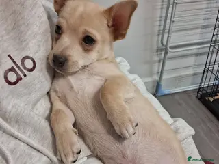 Mixed Breed dogs 1 BOY LEFT. Jack Russel X Chihuahua Puppies - Advert 13