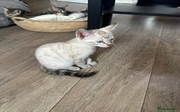 Bengal cats for sale: Stunning Bengal kittens - Image 9