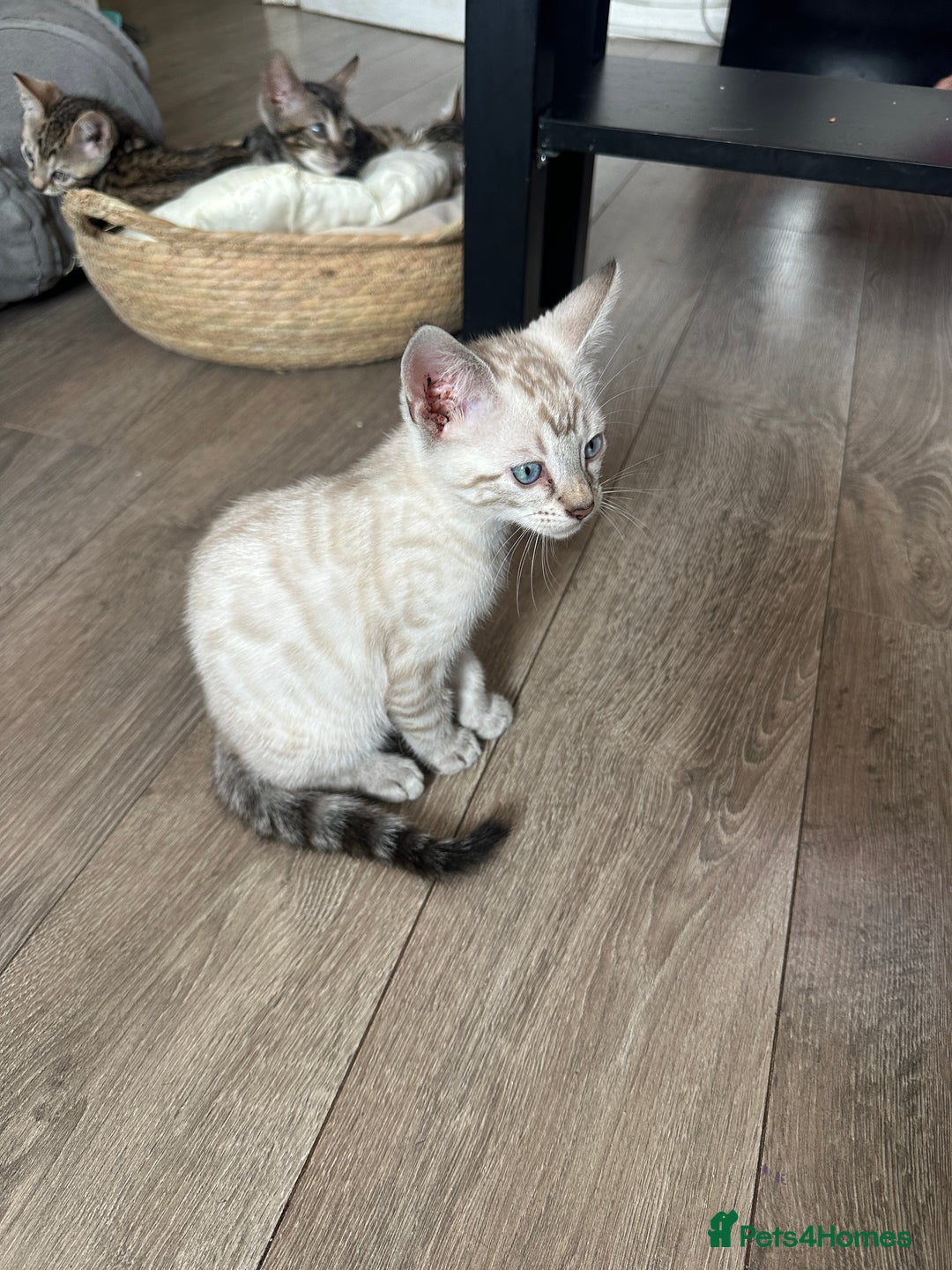 Bengal cats for sale: Stunning Bengal kittens - Image 9