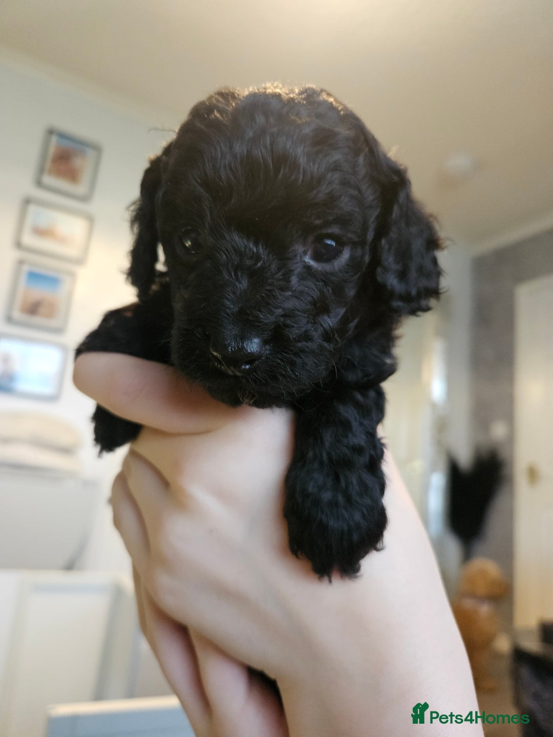 Cavapoo dogs for sale: Beautiful toy cavapoos  - Advert 6