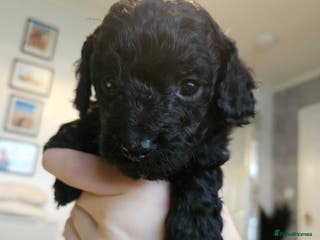 Cavapoo dogs Beautiful toy cavapoo all black - Advert 1