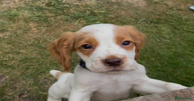 Cocker Spaniel dogs - Advert 13