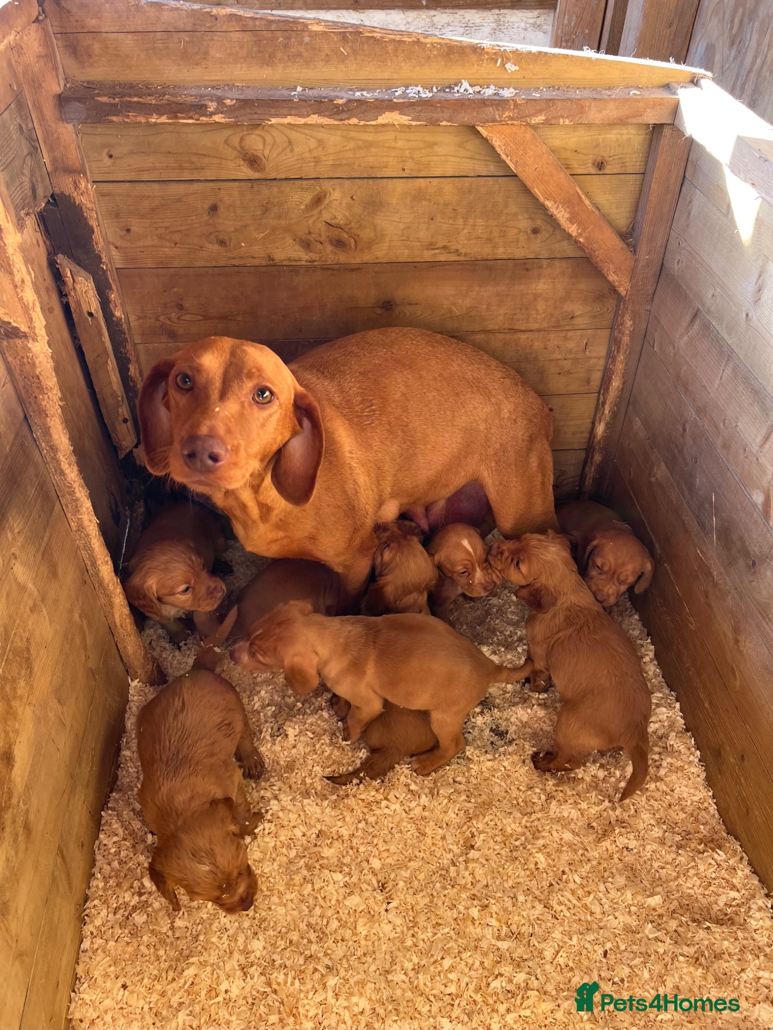 Mixed Breed dogs for sale: Beautiful Cockzler Puppies  - Advert 1