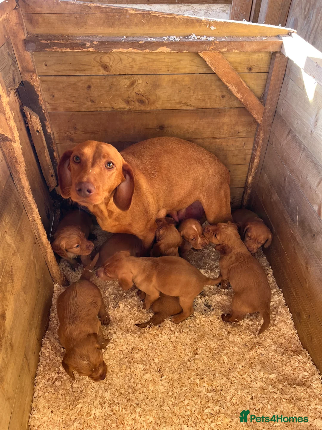 Mixed Breed dogs for sale: Beautiful Cockzler Puppies  - Advert 1