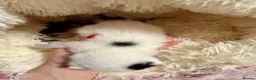 Mixed Breed cats for sale: Adorable Fluffy Kittens. Matilda’s 1st Litter 🐾 - Advert 8
