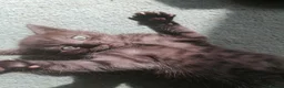 Domestic Shorthair cats for sale: 3 adorable kittens for sale  - Advert 29