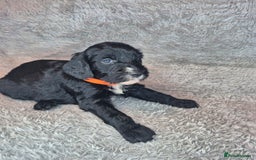 Irish Doodle dogs for sale: Toy Irish Doodle Puppies For Sale  - Image 19