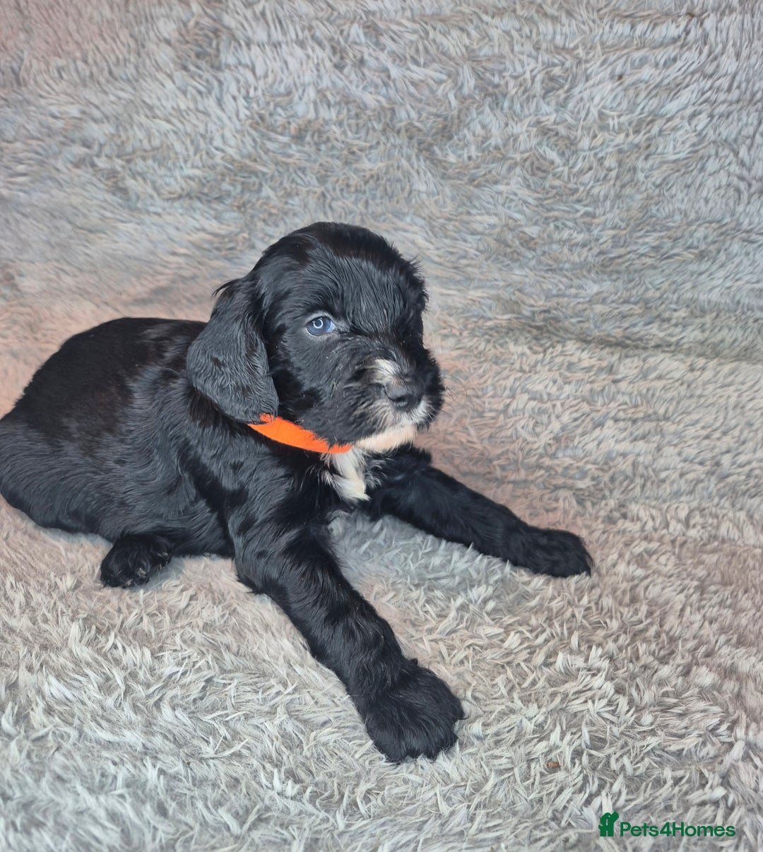 Irish Doodle dogs for sale: Toy Irish Doodle Puppies For Sale  - Image 19