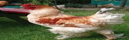 Chickens poultry for sale: LF Brahma Partridge, Lemon Pyle, golden lace - Advert 12