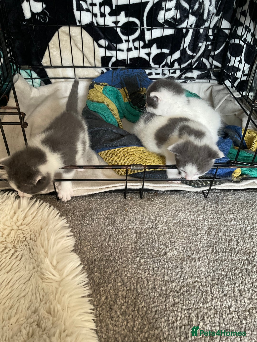 Mixed Breed cats for sale: We are all looking for homes soon - Image 4
