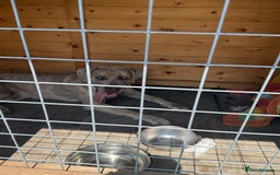 Mixed Breed dogs for sale: Simba - Large Breed - Image 3
