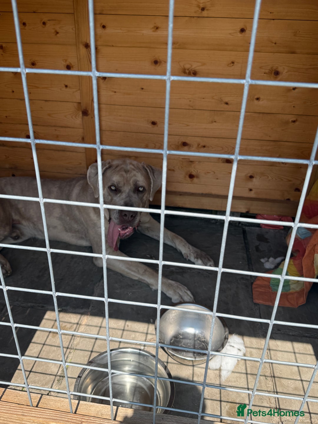 Mixed Breed dogs for sale: Simba - Large Breed - Image 3