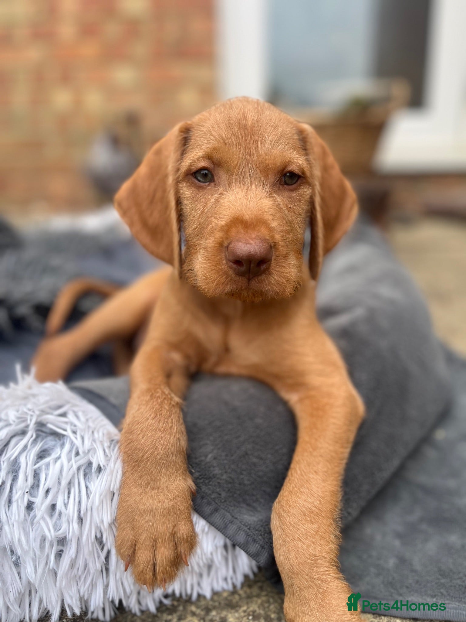 Hungarian Vizsla dogs Hungarian Wire haired Vizsla Puppies - Advert 6