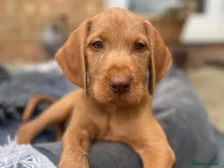 Hungarian Vizsla dogs Hungarian Wire haired Vizsla Puppies - Advert 6