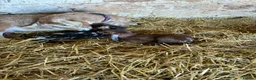 Goats livestock for sale: Fantastic proven Billy - Advert 8