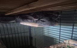 Chinchilla rodents for sale: 2 female chinchillas - Image 2