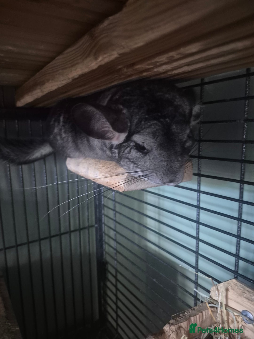 Chinchilla rodents for sale: 2 female chinchillas - Image 2