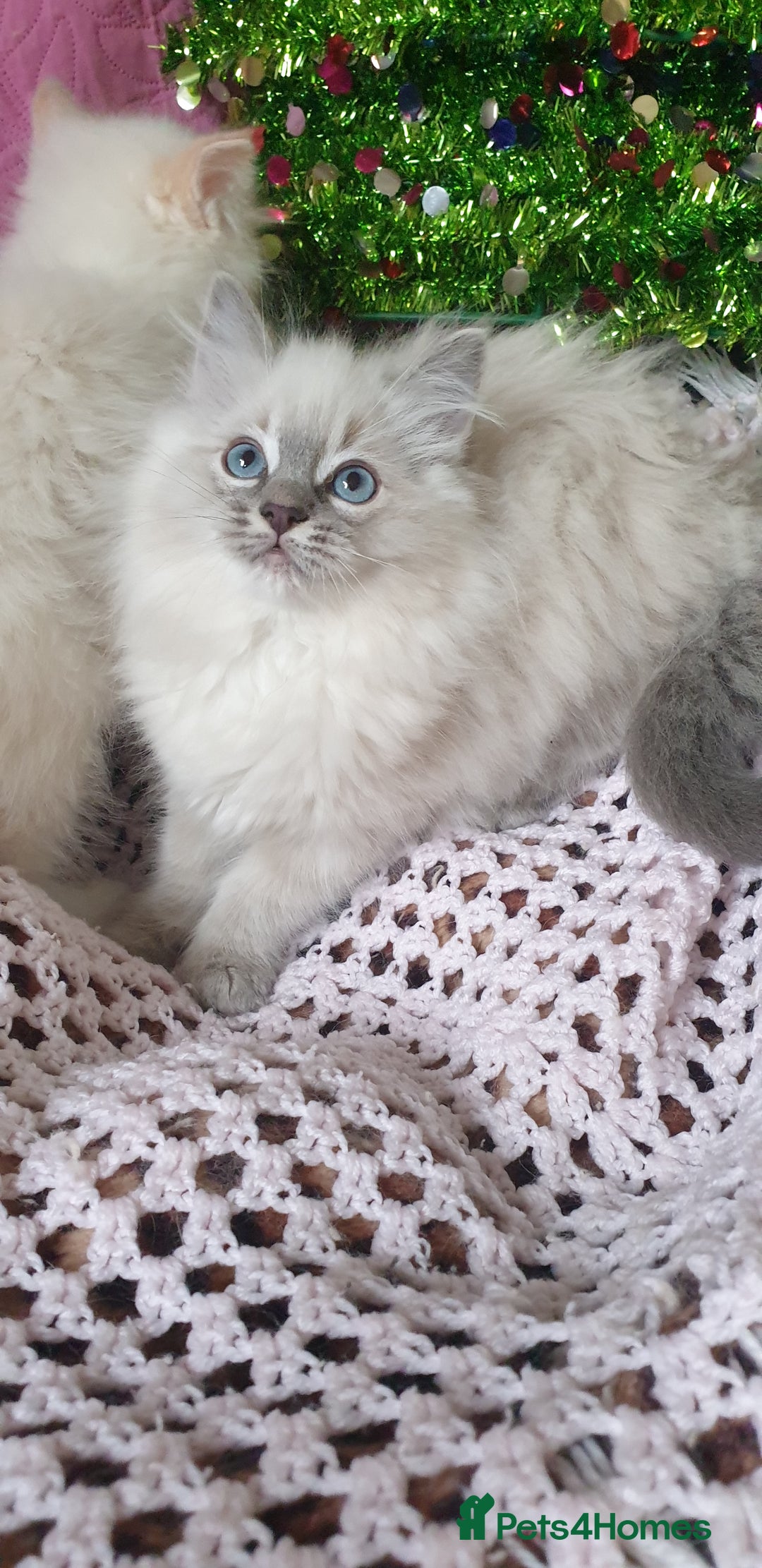 Ragdoll cats for sale: 💗Stunning GCCF registered Ragdoll Kittens. - Advert 17