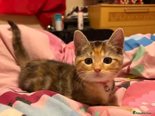 Mixed Breed cats 2 adorable kittens for sale 1 male 1 female - Advert 21