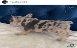 French Bulldog dogs for stud: 💎Blue & Tan 🤎 Merle French bulldog stud 🧬🔥 in Manchester - Image 22