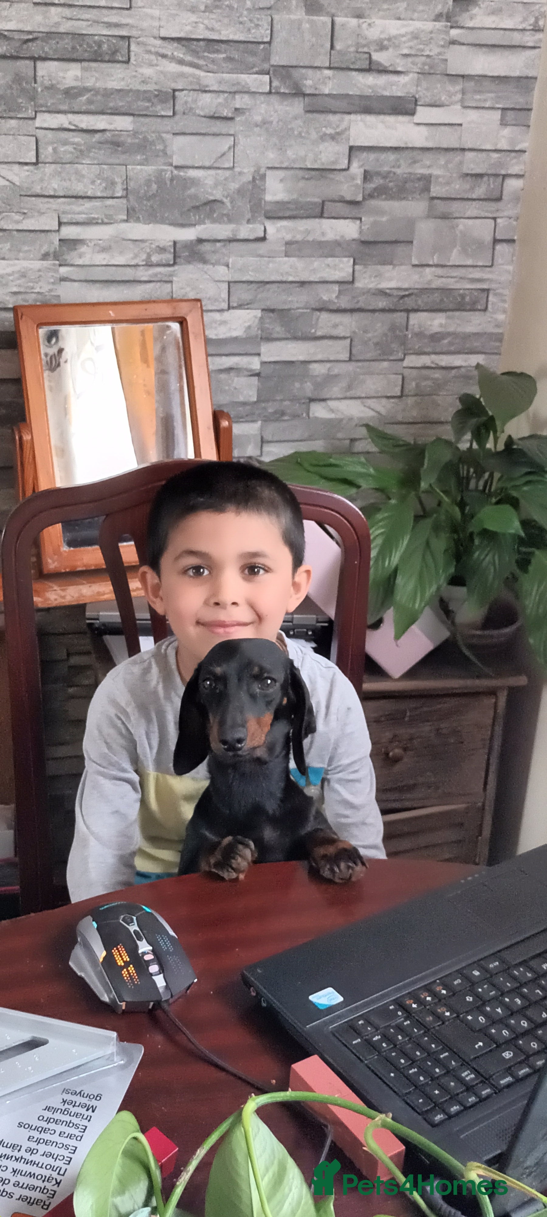 Miniature Dachshund dogs Miniature dachshund  - Advert 17