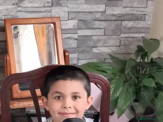 Miniature Dachshund dogs Miniature dachshund - Advert 17