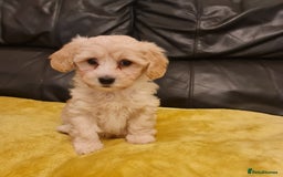 Maltipoo dogs for sale: Maltipoo puppies for sale - Image 9