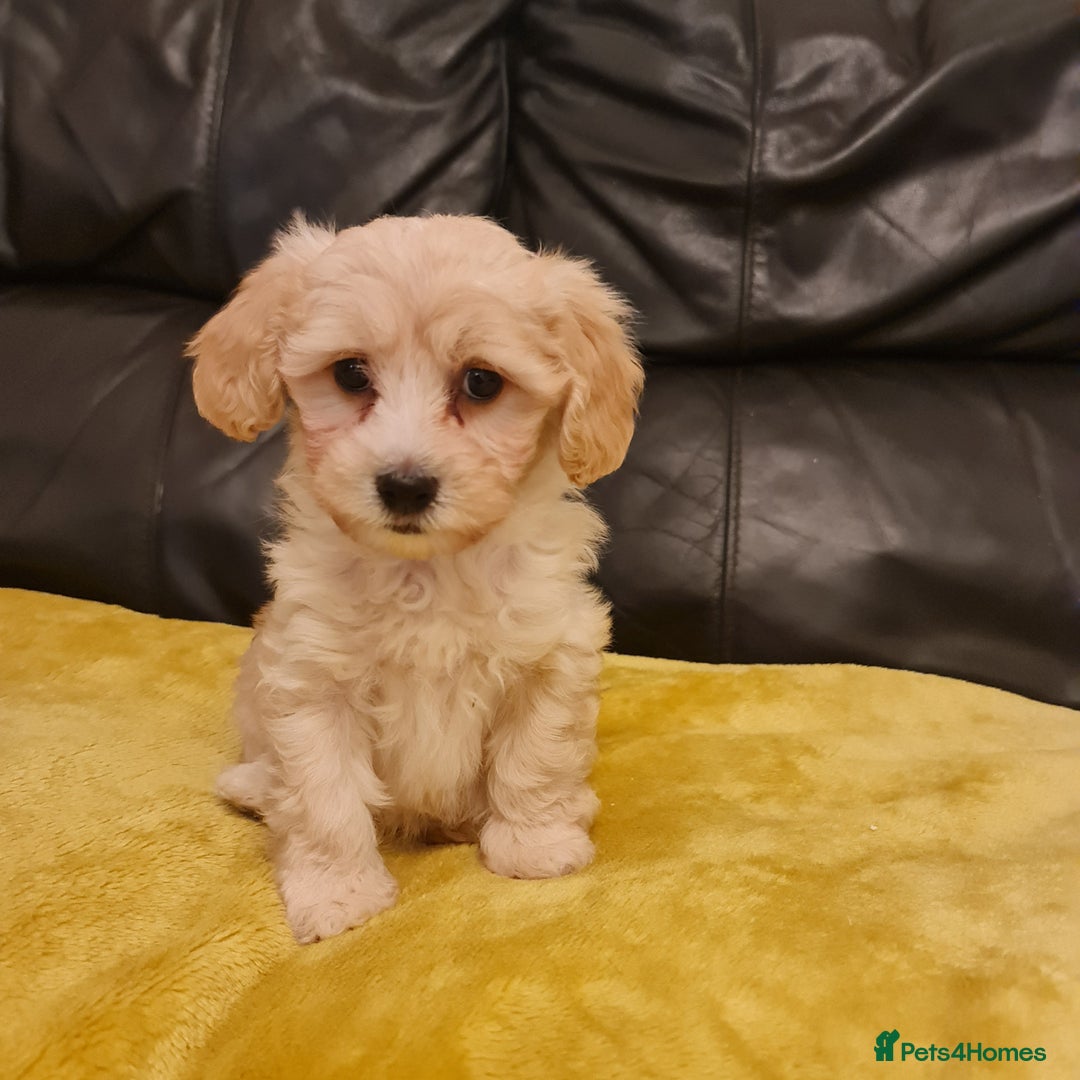 Maltipoo dogs for sale: Maltipoo puppies for sale - Image 9