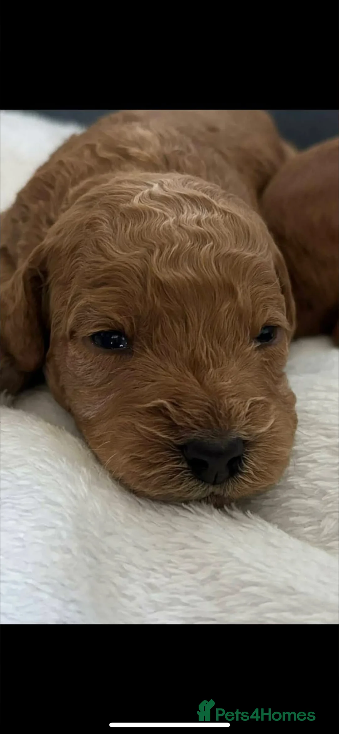 Cockapoo dogs for sale: Male Cockerpoo F3  - Advert 1