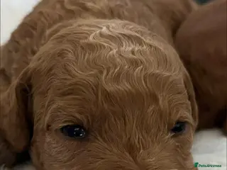 Cockapoo dogs Male Cockerpoo F3 - Advert 2