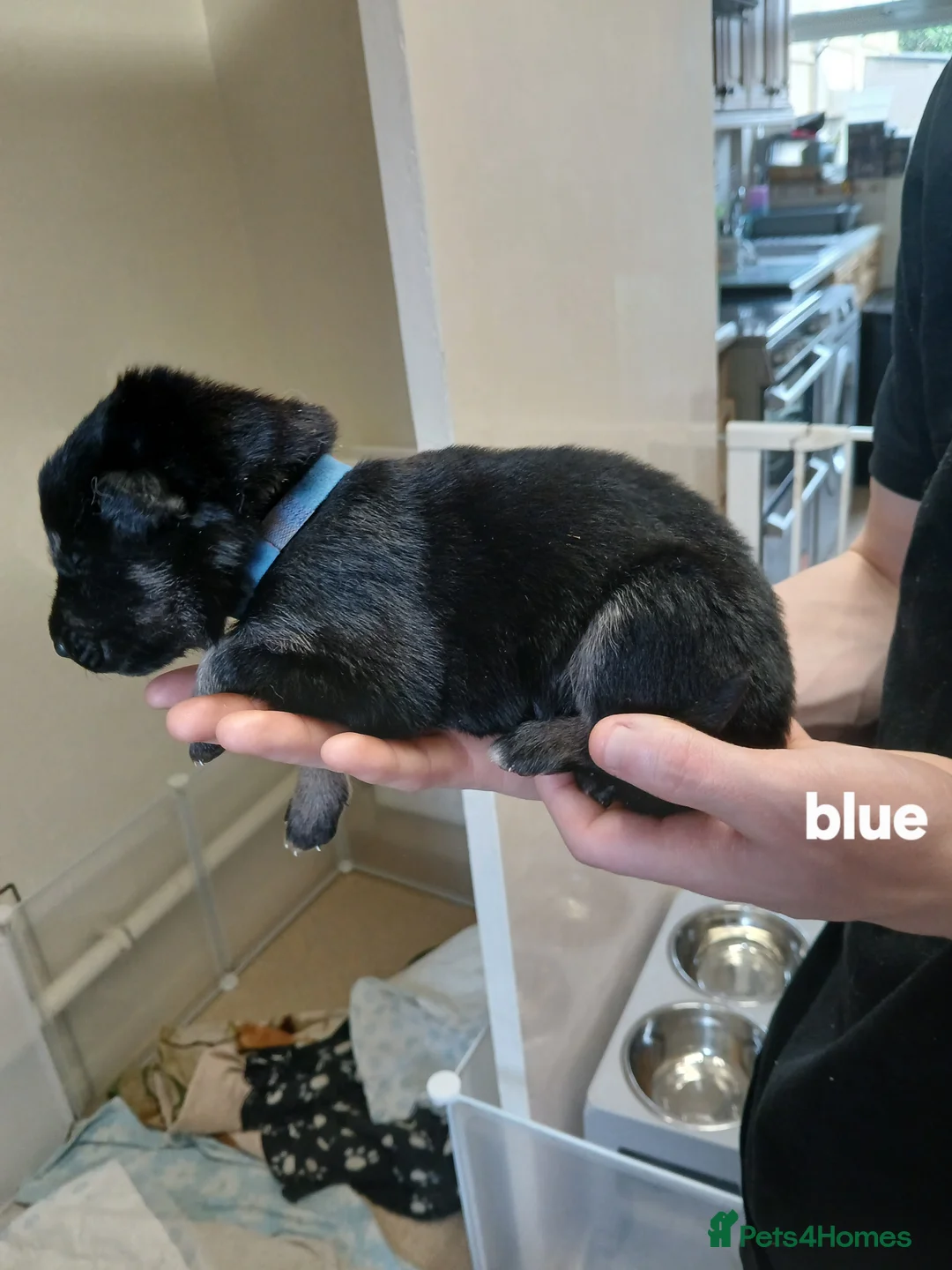 German Shepherd dogs for sale: German shepards  - Advert 11