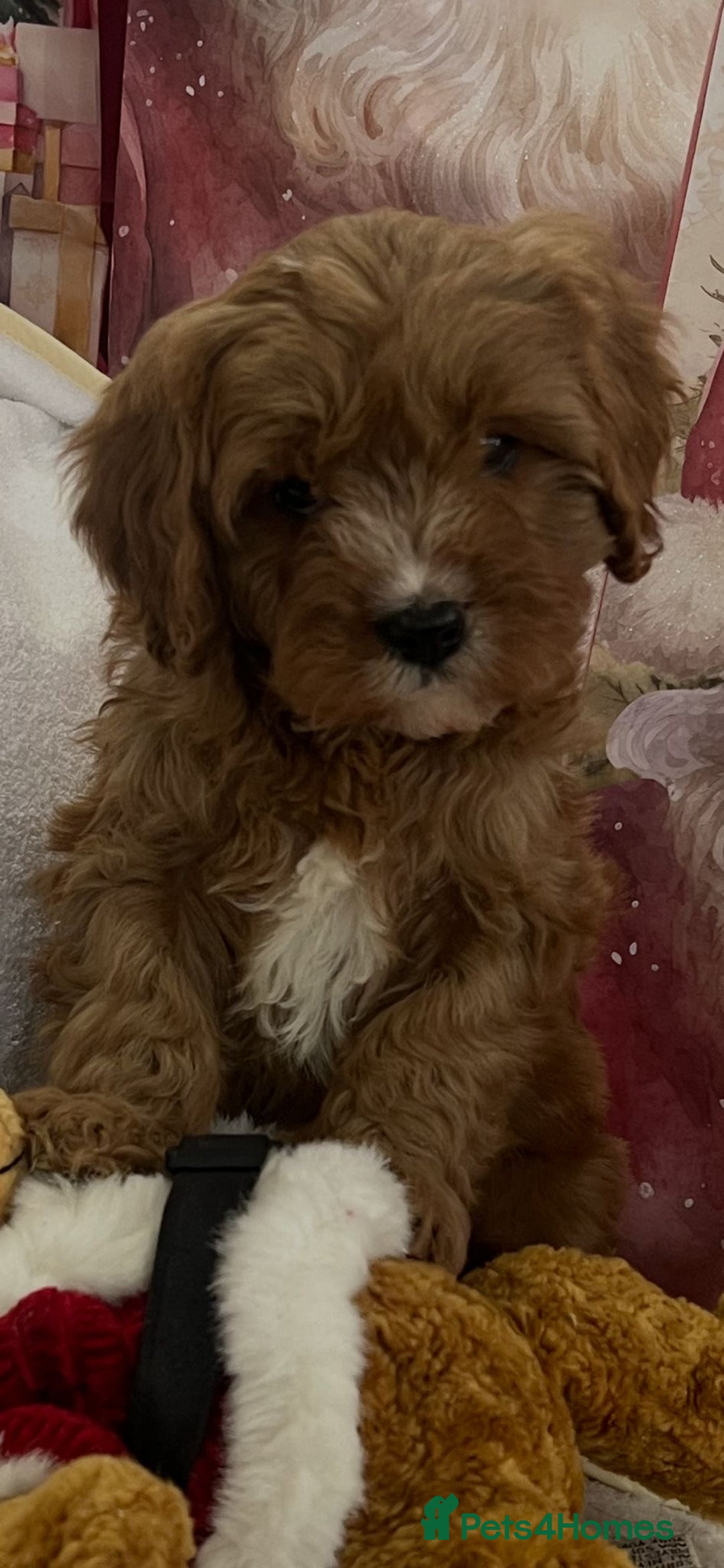 Cavapoo dogs for sale: Cavapoo puppies ready now 🏡 - Advert 18