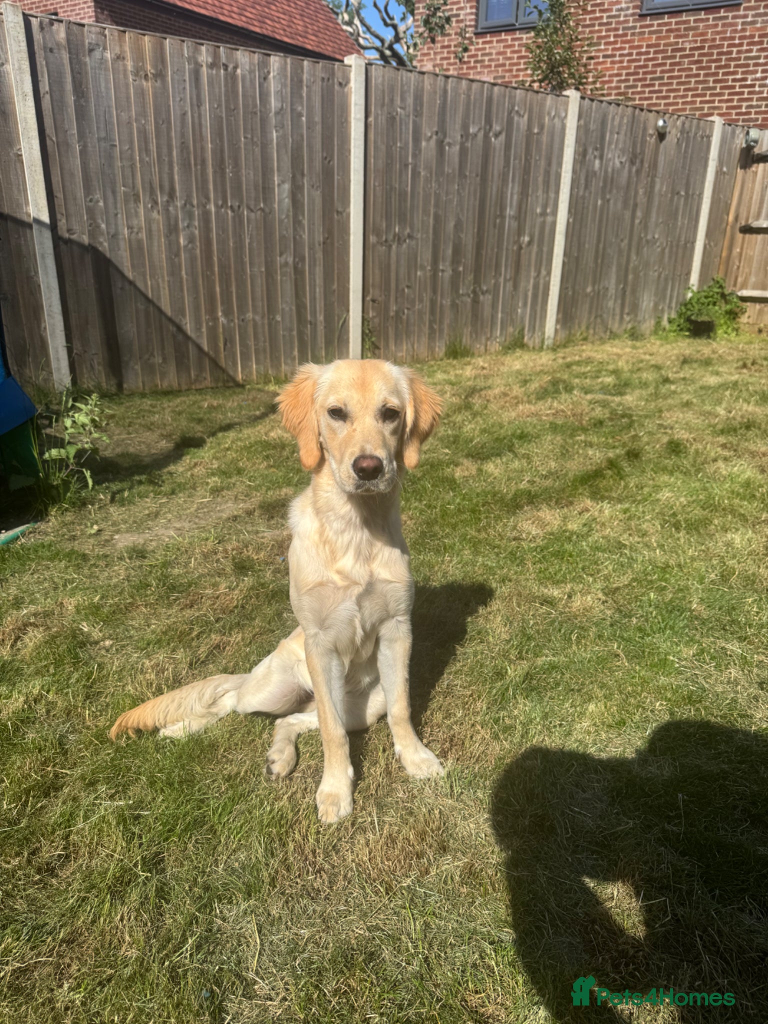 Golden Retriever dogs 7 Month Golden Retriever- KC reg  - Advert 6