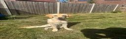 Golden Retriever dogs for sale: 7 Month Golden Retriever- KC reg  in Burgess Hill - Advert 1