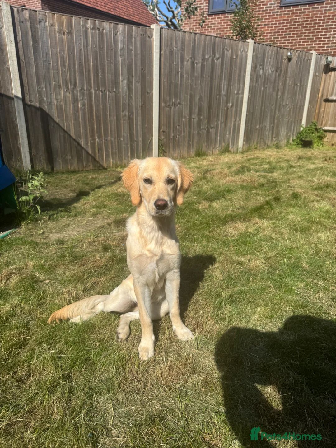 Golden Retriever dogs for sale: 7 Month Golden Retriever- KC reg  in Burgess Hill - Advert 1