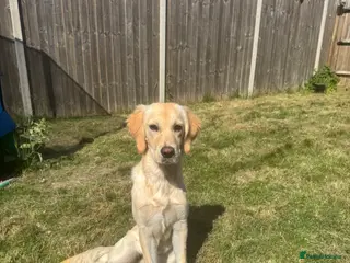 Golden Retriever dogs 7 Month Golden Retriever- KC reg - Advert 6