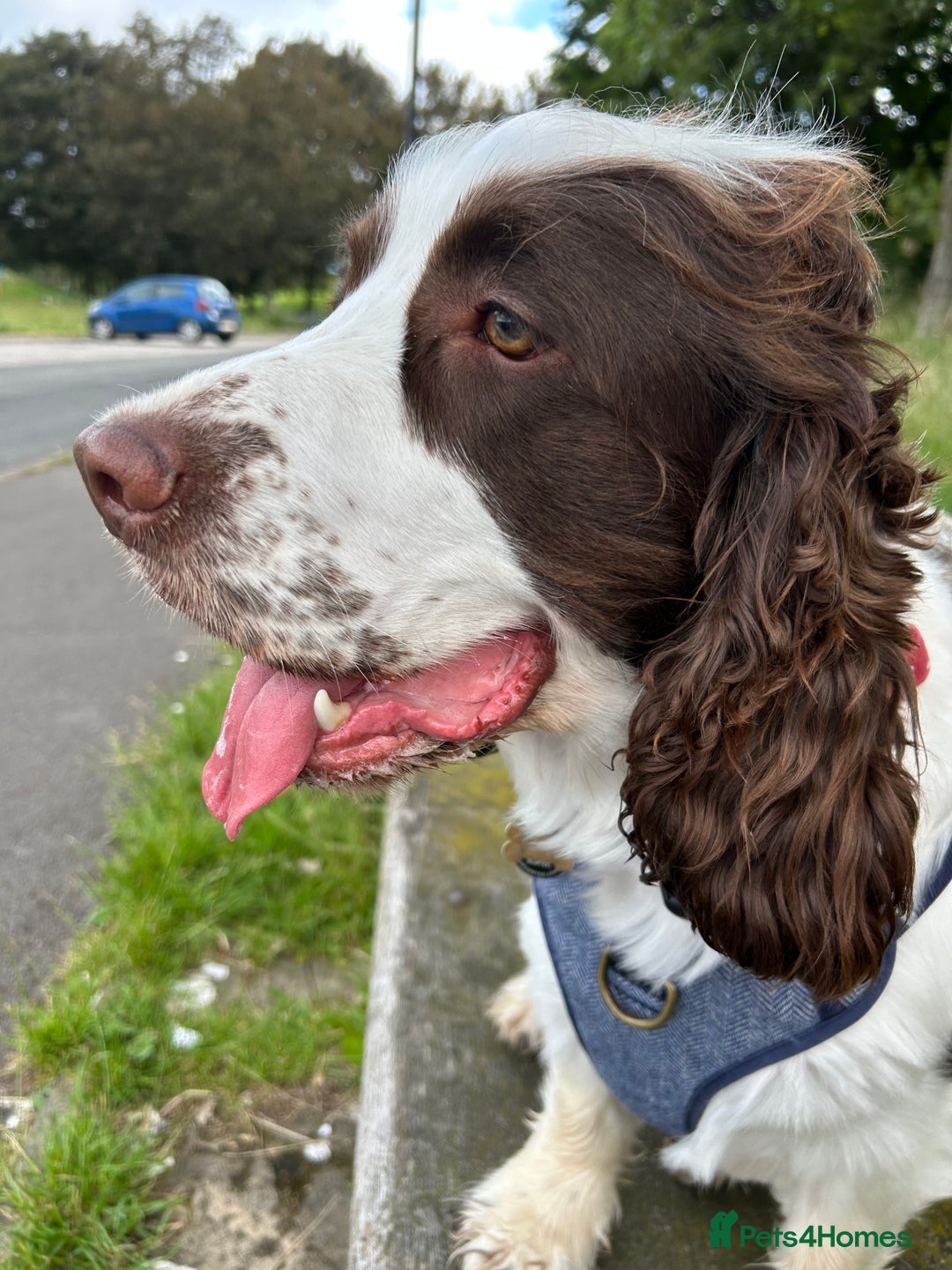 Cocker Spaniel dogs for stud: George  - Image 8
