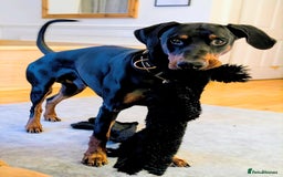 Dobermann dogs for stud: 🖤 STUD AVAILABLE – “Dark Oath” (Kohl) 🖤 - Image 4