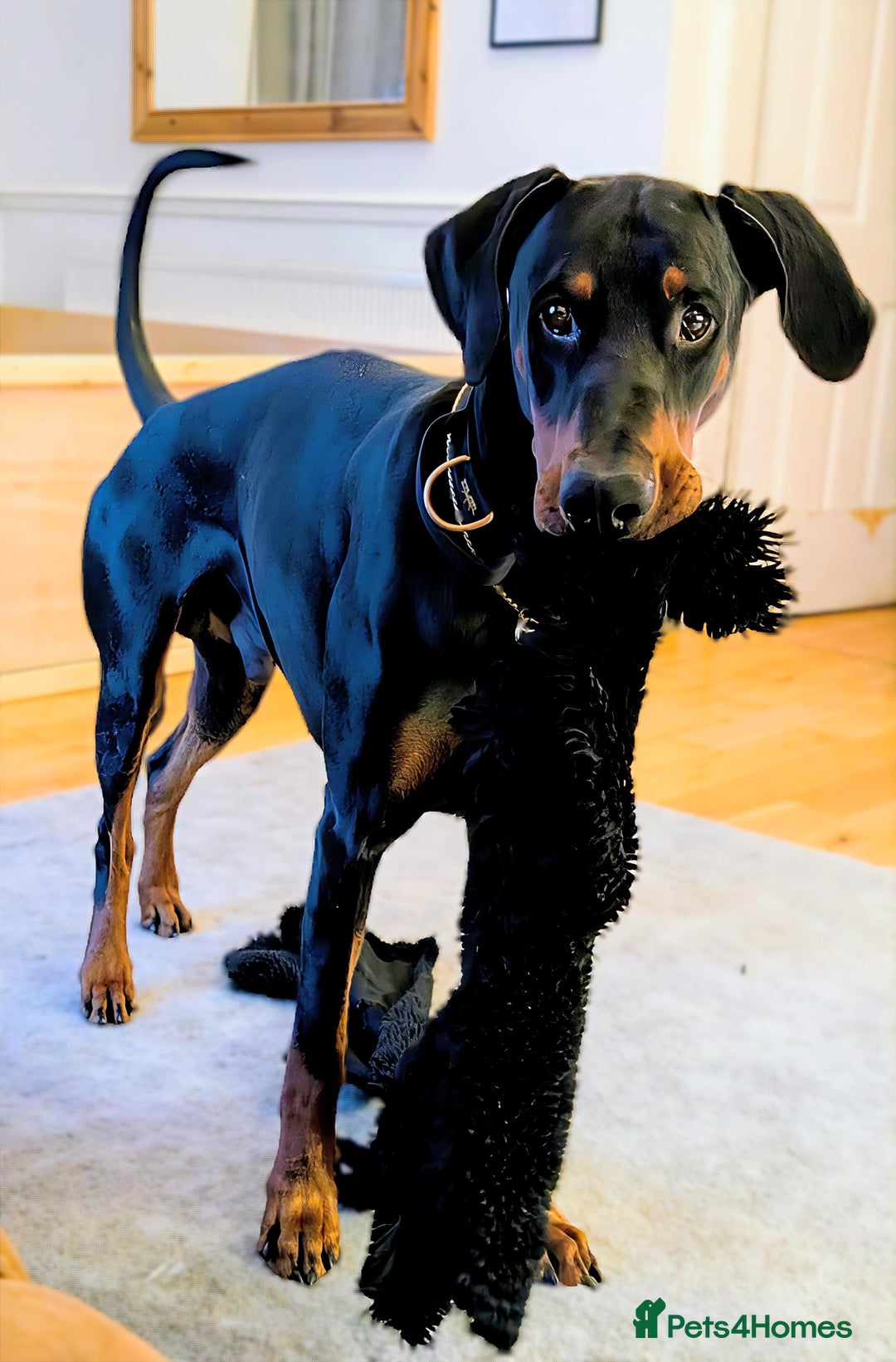 Dobermann dogs for stud: 🖤 STUD AVAILABLE – “Dark Oath” (Kohl) 🖤 - Image 4