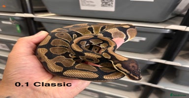Python Snake reptiles in Peterborough - Advert 6