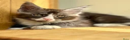 Maine Coon cats for sale: Beautiful Maine Coon kittens - Advert 11