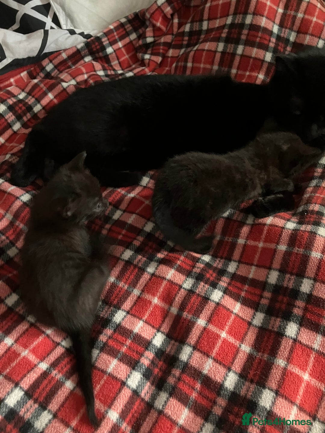 Mixed Breed cats for sale: 2 x Beautiful Kittens  - Image 1