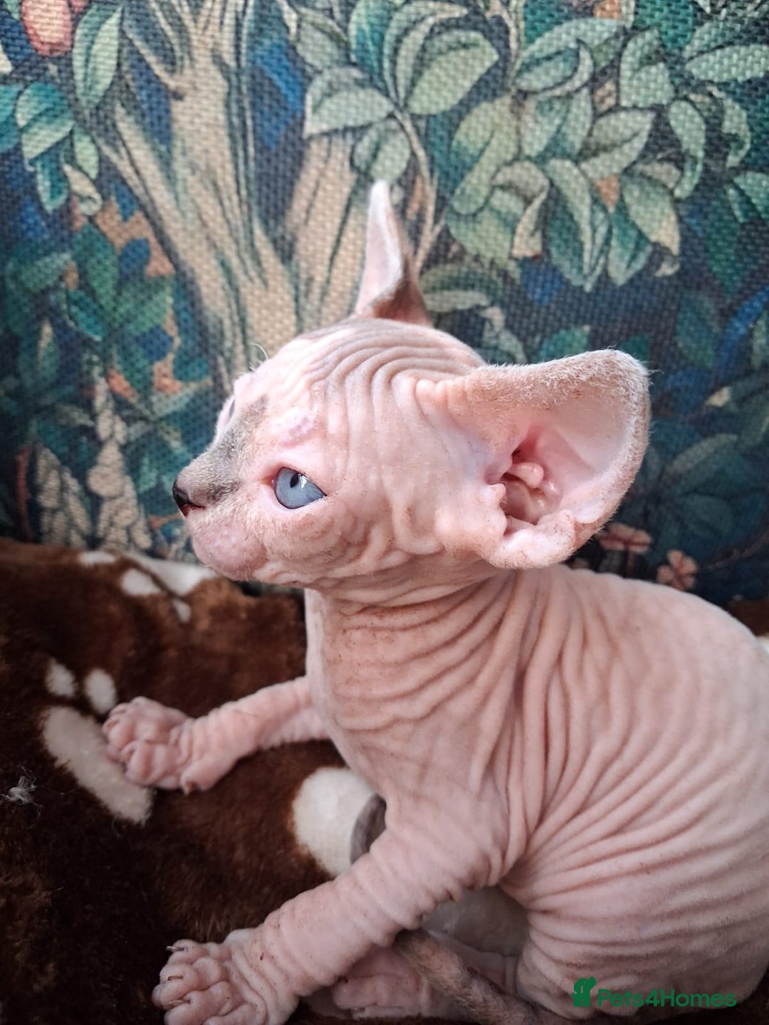 Sphynx cats for sale: Sphynx Kittens - Advert 4