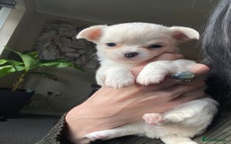 Chihuahua dogs for stud: STUD: Gorgeous White Long Coat Chihuahua  in Aldershot - Image 25