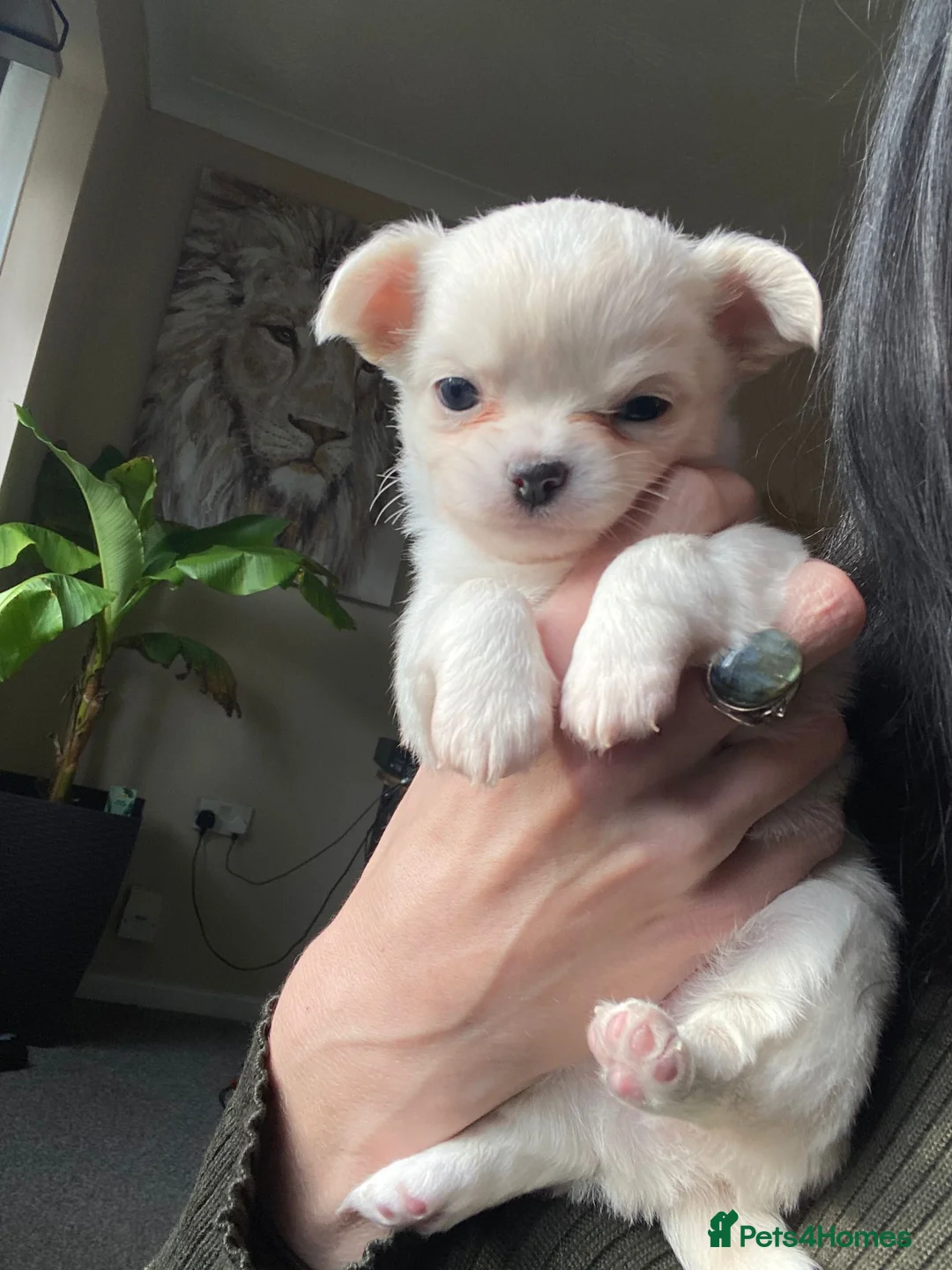 Chihuahua dogs for stud: STUD: Gorgeous White Long Coat Chihuahua  in Aldershot - Advert 25