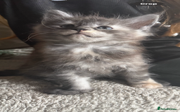Maine Coon cats for sale: Tica registered Maine Coons from champion lines  - Image 15