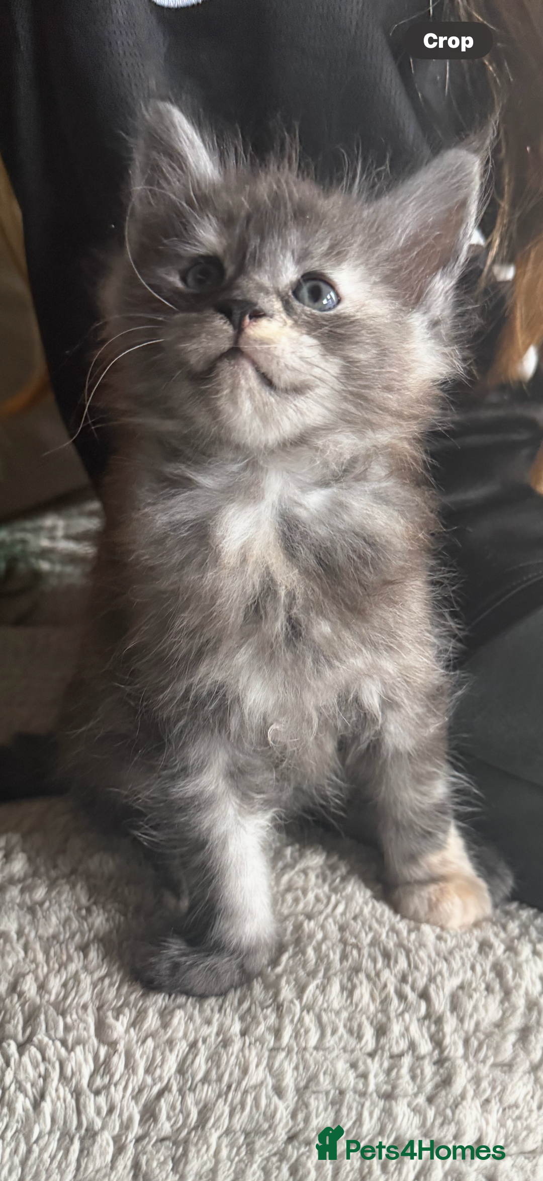 Maine Coon cats for sale: Tica registered Maine Coons from champion lines  - Image 15