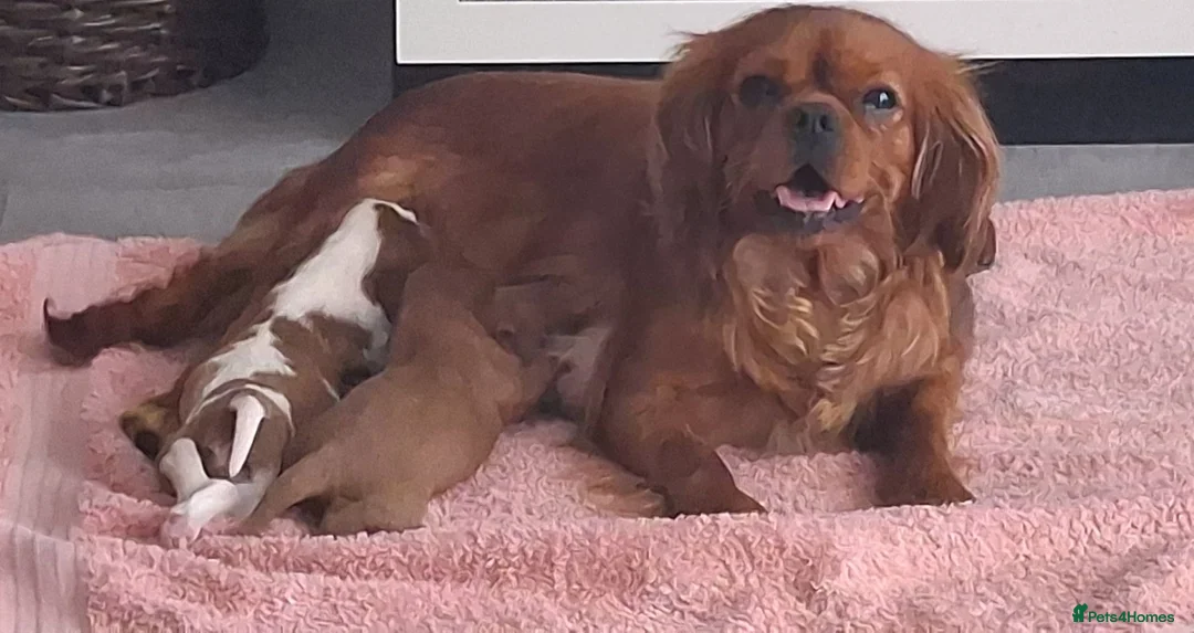 Cavalier King Charles Spaniel dogs for sale: Stunning King Charles cavalier Pups  - Advert 1