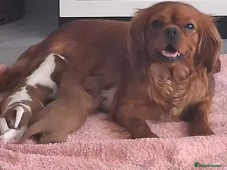 Cavalier King Charles Spaniel dogs Stunning King Charles cavalier Pups - Advert 4